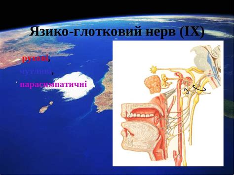 Анатомія черепних нервів - презентація з медицини