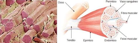 Tecido muscular: o que é, tipos e funções