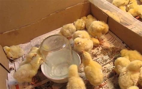 Чем кормить цыплят с первых дней жизни, таблицы и нормы по неделям