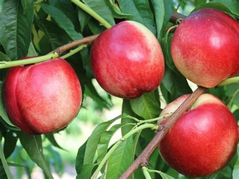 Нектарин Супер Квин (Super Queen)