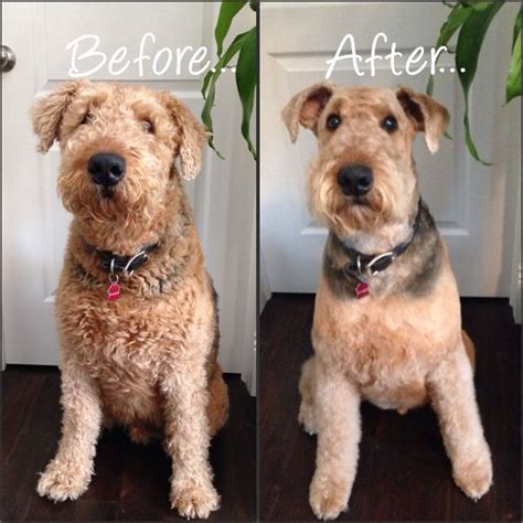 Airedale Haircut Before and After :-) | Welsh terrier, Golden retriever ...