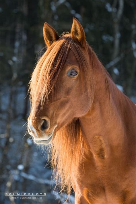 Пин от пользователя PamelaGray на доске Horses | Лошади
