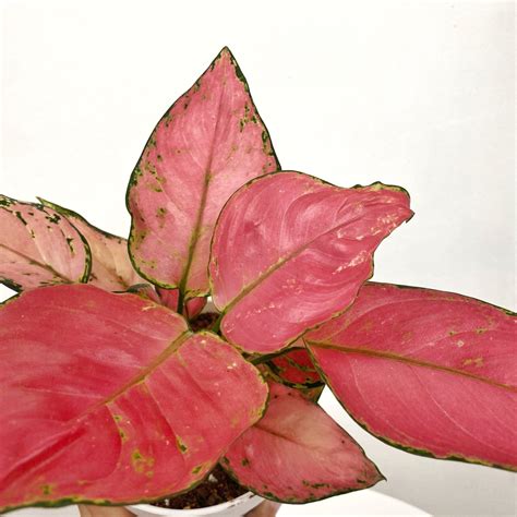 Aglaonema Siam Pink – Pots For Plants
