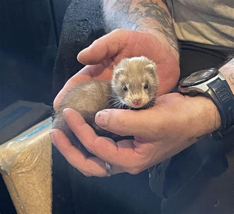 New baby ferrets : r/ferrets