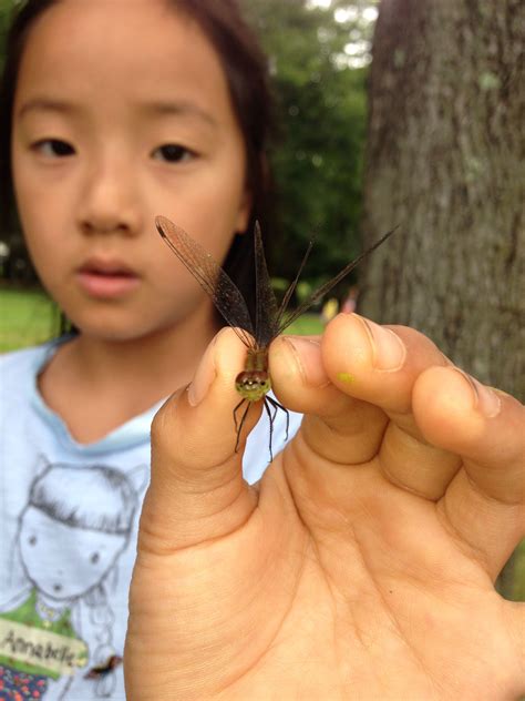 art and science... Studying insects and drawing in sketchbooks