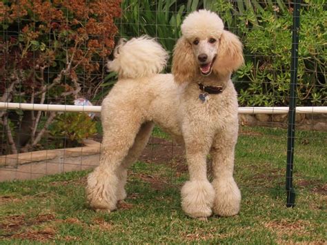Standard Apricot Poodle - Poodles - One of the World's Smartest Breeds ...