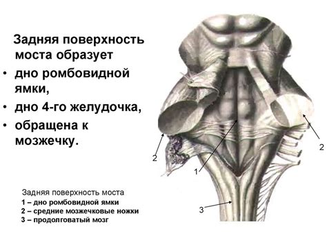 Строение головного мозга. Продолговатый мозг. Задний мозг. Лекция № 23 ...