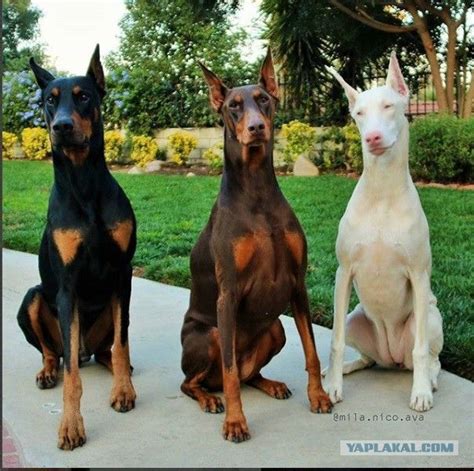 Доберман - обзор породы | Doberman puppy, Doberman colors, Doberman dogs