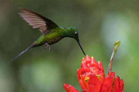 kolibri foto bild suedamerika kolibri ecuador bilder auf fotocommunity