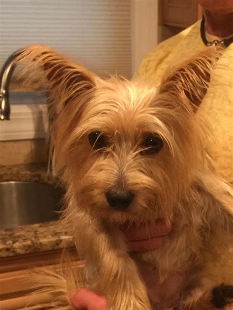 Pepper is an adoptable Yorkshire Terrier Yorkie searching for a forever ...