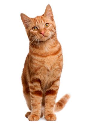 Ginger Cats All The Different Ginger Cat Breeds Ginger Cat House Images