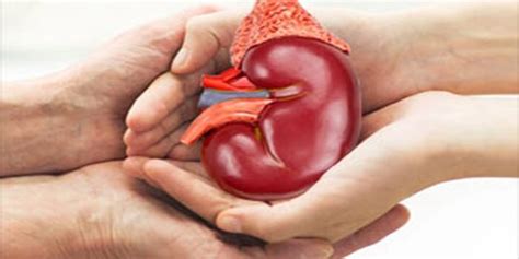 Kidney Donor FAQs - Midwest Nephrology Consultants