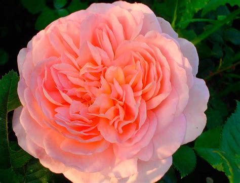 Роза шраб Абрахам Дерби/Abraham Darby С4 - Розы шраб - Садовый центр ЛЕТО