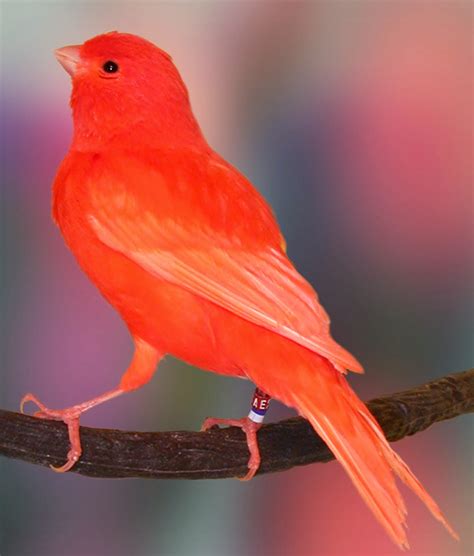 Mengenal Ragam Burung Kenari Liar Budgie Bird - Riset