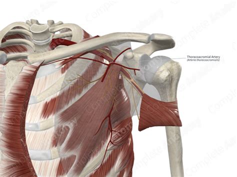 thoracoacromial artery supplies