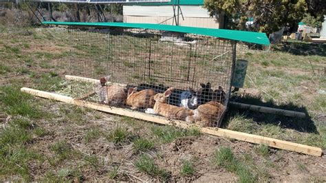 How to Build a Simple Backyard Rabbit Tractor - YouTube