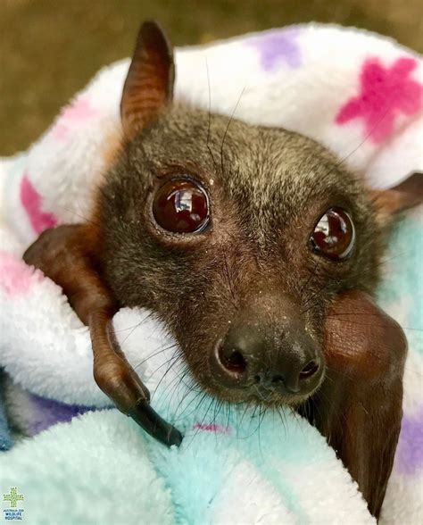 Fruit Bat Face Lakeland Wildlife Oasis Dispels Long Standing Falsehood