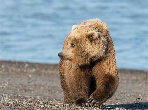 Bears, Brown Bears HD Wallpaper