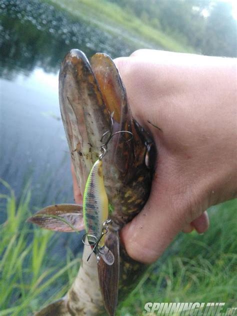 Воблер Megabass Great Hunting 45F – охотник на хариуса | обзоры