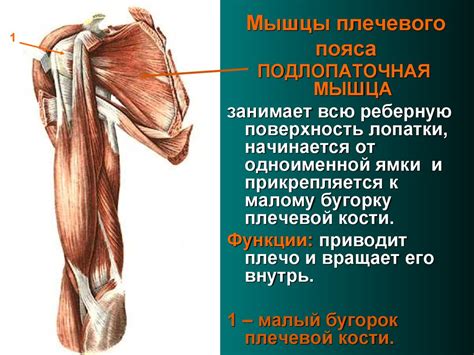 Мышцы плечевого пояса - online presentation