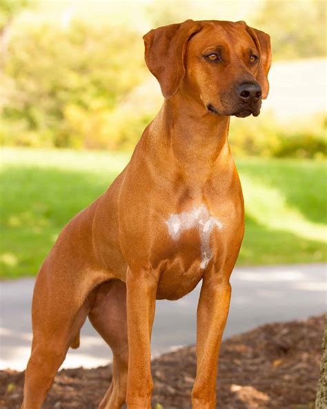 rhodesian ridgeback colors markings  pictures
