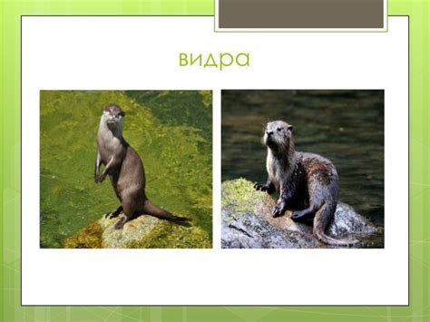 Угрожене биљне и животињске врсте Србије