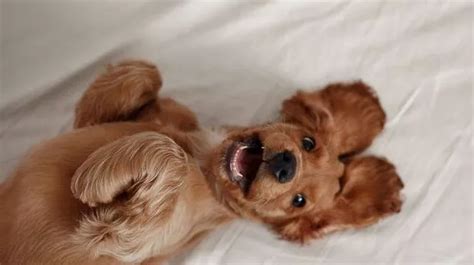 Most popular dog names for 2025 revealed - and they're not what you'd ...