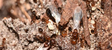 How To Identify Fire Ants With Wings | ABC Blog