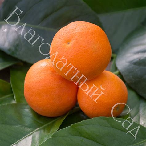ЛИМАНДАРИН, РАНГПУР