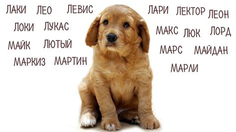 Клички, имена для собак - YouTube