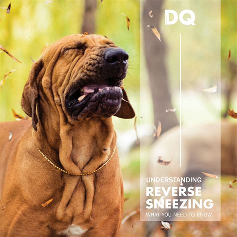 UNDERSTANDING REVERSE SNEEZING IN DOGS - DQ Magazine
