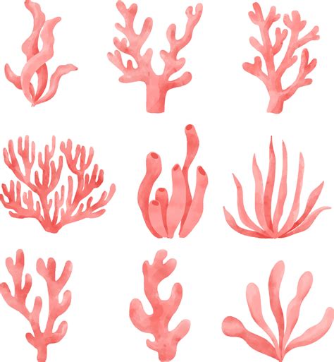 coral drawing easy 5