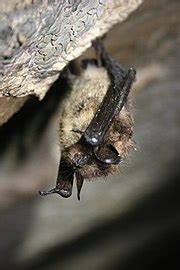 Little brown bat - Wikipedia