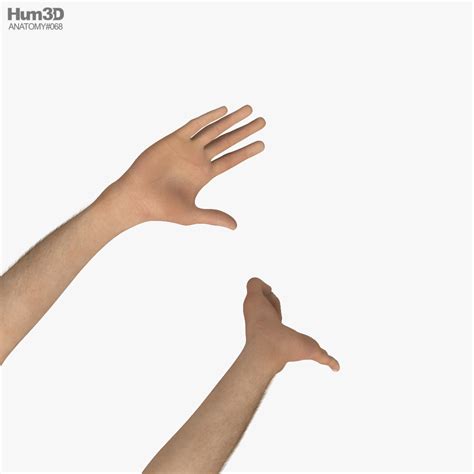 Male Hands Ok Sign 3D model - Download Anatomy on 3DModels.org