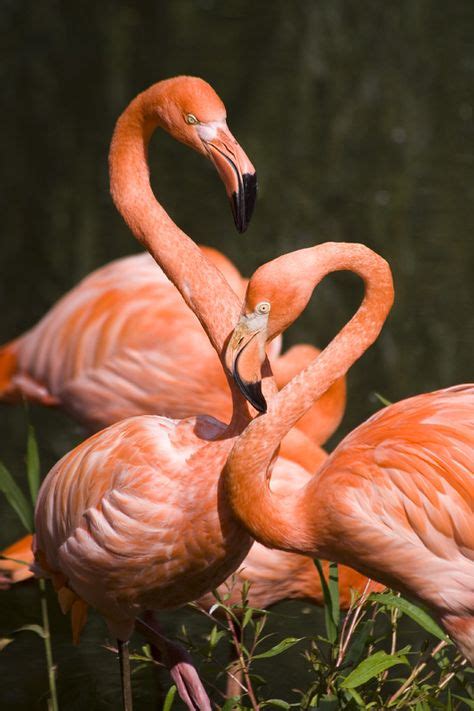 28 meilleures images du tableau Pink flamingo | Flamant rose, Oiseaux ...