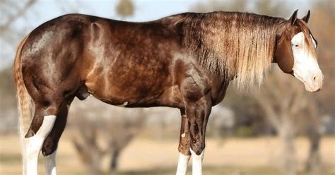 Cavalos Mais Caro Do Brasil - Cavalo mais caro do mundo é brasileiro e vale R$ 160 milhões