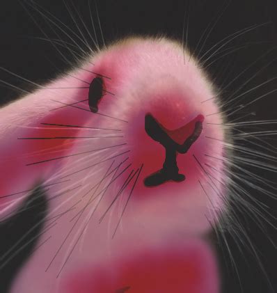 Pink Rabbit by jtmticoeur on DeviantArt