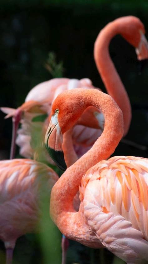 Pink flamingo art print by angie vogel – Artofit