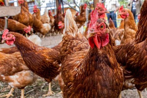 chicken farming  indonesia poultry business plan setup cost