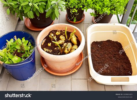 Photo Series About Growing Potatoes Containers Stock Photo 2226821023 ...