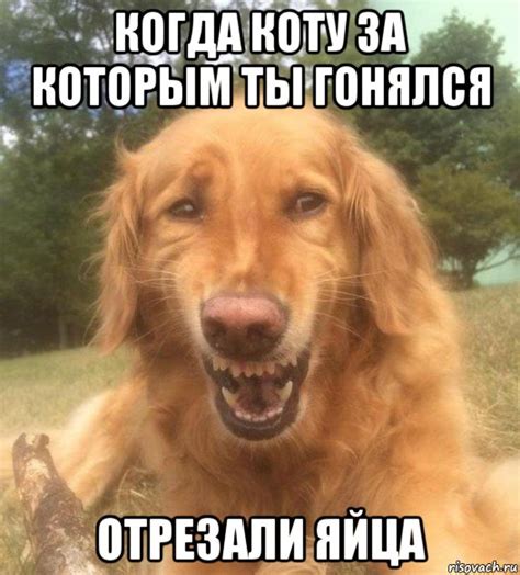 когда коту за которым ты гонялся отрезали яйца, Мем Когда увидел что ...