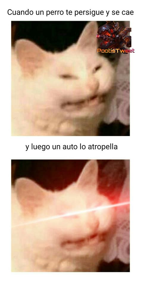 Top memes de gatos en español :) Memedroid