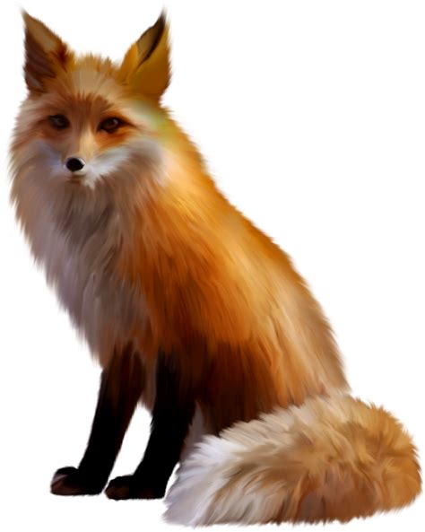 Zdjęcia lisów na przezroczystym tle. 100 darmowych plików PNG