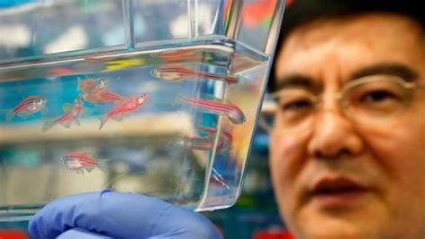 transgenic fish today