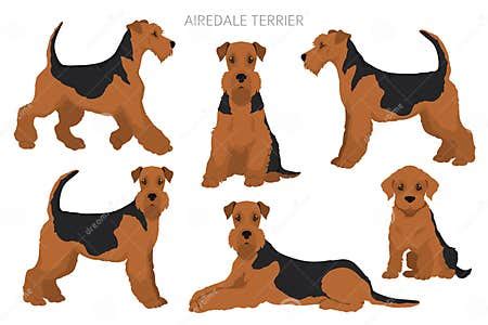 Airedale Terrier All Colours Clipart. Different Coat Colors Set Stock ...