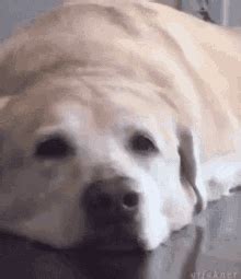 Excited Dog GIFs | Tenor