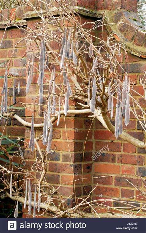 Wisteria Seed Pods Stock Photos & Wisteria Seed Pods Stock Images - Alamy