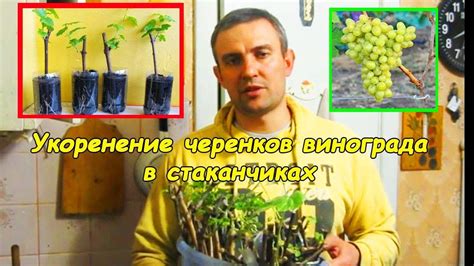 Посадка черенков винограда в стаканчики - YouTube