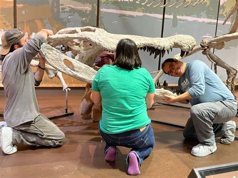 Three people installing Deinosuchus schwimmeri fossil replica in the