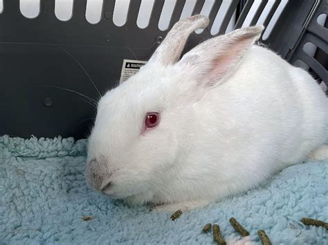 Disapproving Bun: Lizzie